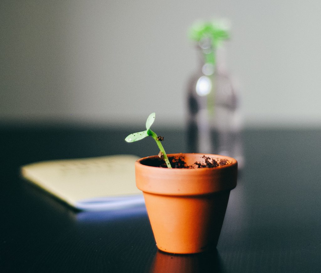 decorative image: plant and notebook