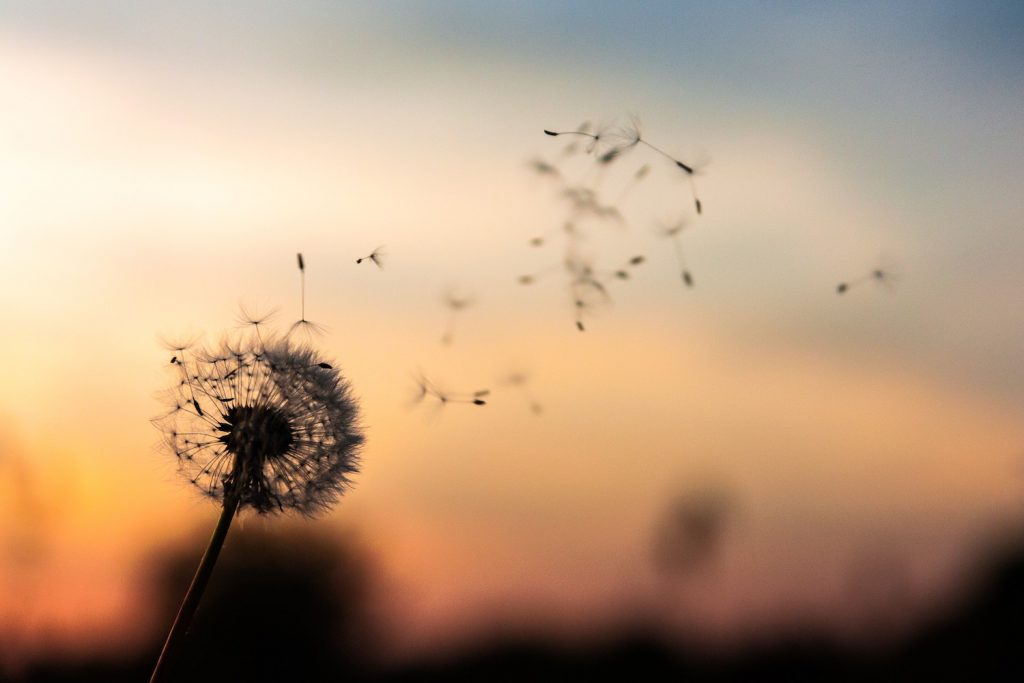 Deco image: dandelion