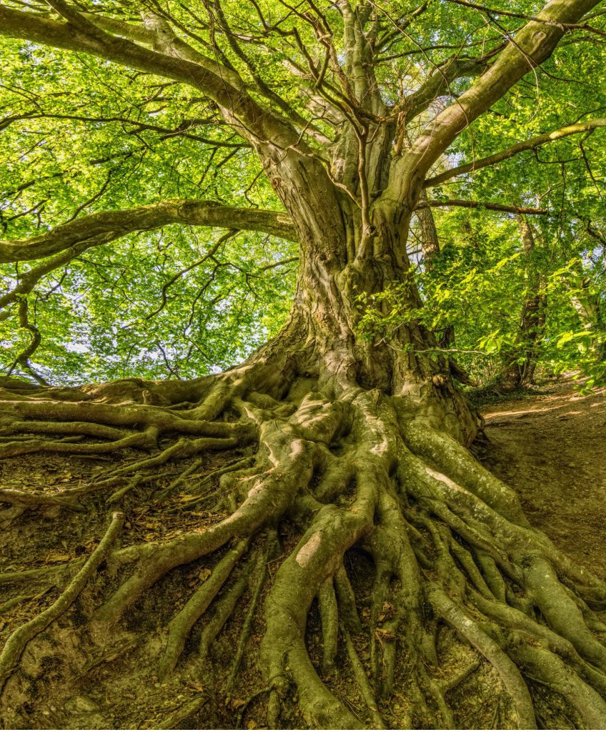 tree image