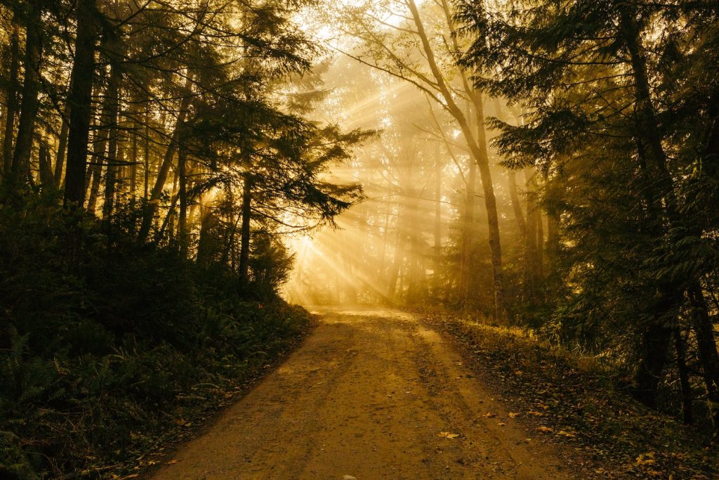 dirt path in a woods leading to sunlight